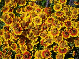 Yellow Flowers © NENSCARDS.COM