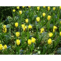 Yellow Tulips and Forget-me-nots © NENSCARDS.COM