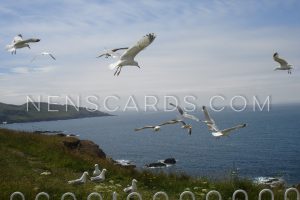 Seagull Coastal Fly-past © NENSCARDS.COM