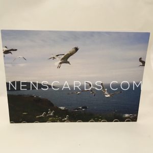 Seagull Coastal Fly-past A6 Card © NENSCARDS.COM