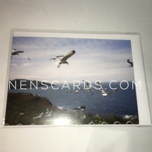 Seagull Coastal Fly-past A6 card packaged © NENSCARDS.COM