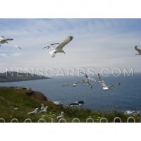 Seagull Coastal Fly-past © NENSCARDS.COM