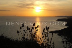 Dorset Sunset Teasel © NENSCARDS.COM