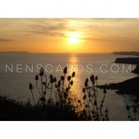 Dorset Sunset Teasel © NENSCARDS.COM